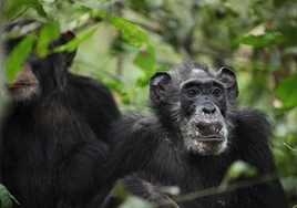Descubren que las chimpancés también tienen la menopausia y es parecida a la de las mujeres