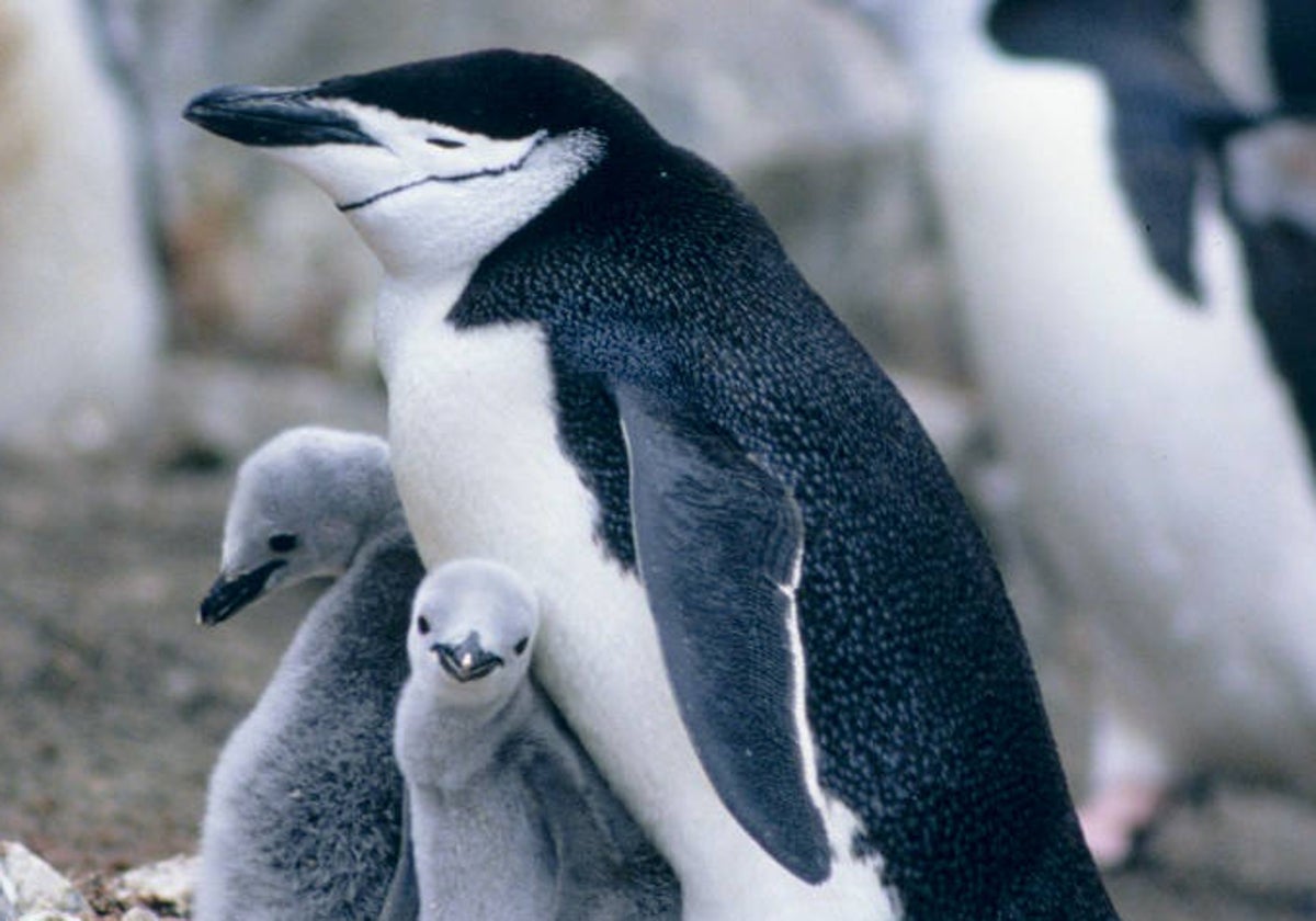 Pingüino barbijo con sus dos crías