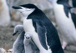 Descubren que estos pingüinos duermen once horas diarias, pero repartidas en 10.000 'microsiestas' de apenas cuatro segundos