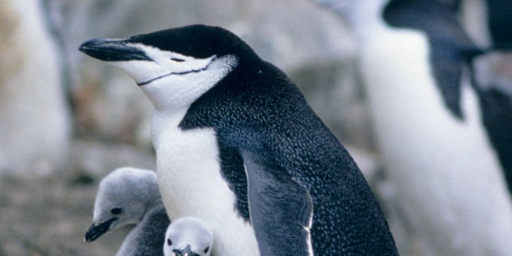 Penguins Sleep 11 Hours a Day in 10,000 ‘Micronaps’ of Just Four Seconds