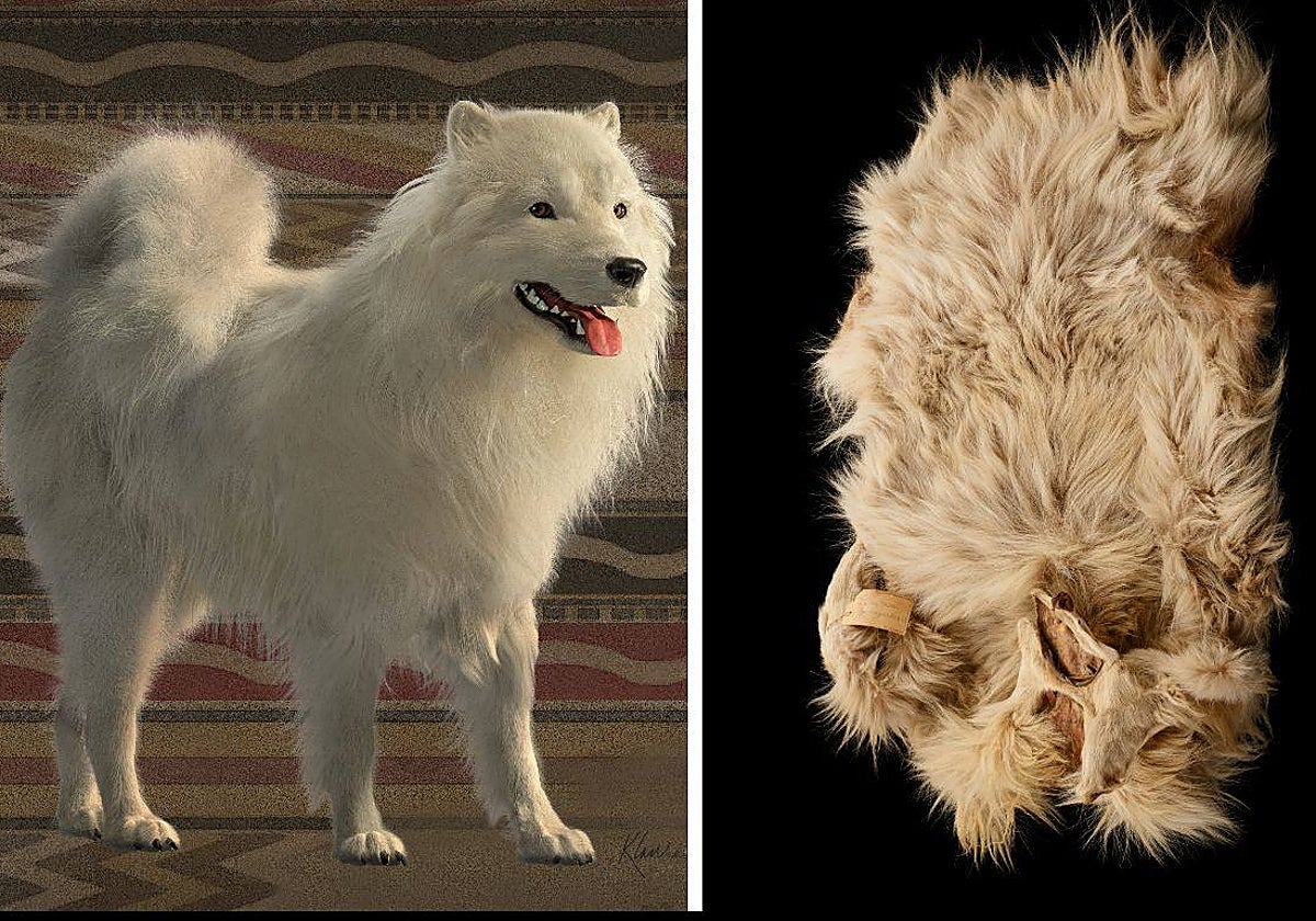 Recreación del perro lanudo 'Mutton' (izquierda) y el vellón del animal, que se conserva en el Museo de Historia Natural en Washington