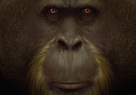 Por qué desapareció el Gigantopithecus, el auténtico King Kong