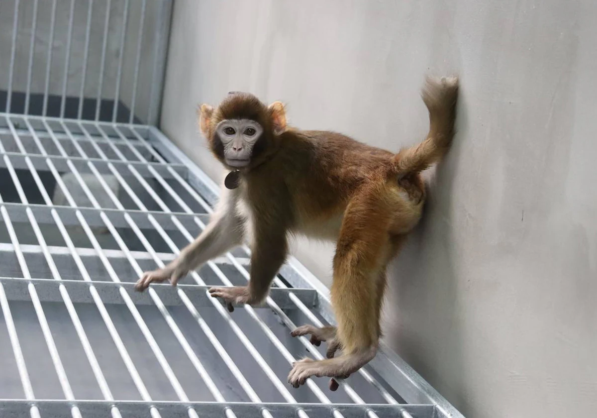 Científicos chinos crean el primer mono quimérico