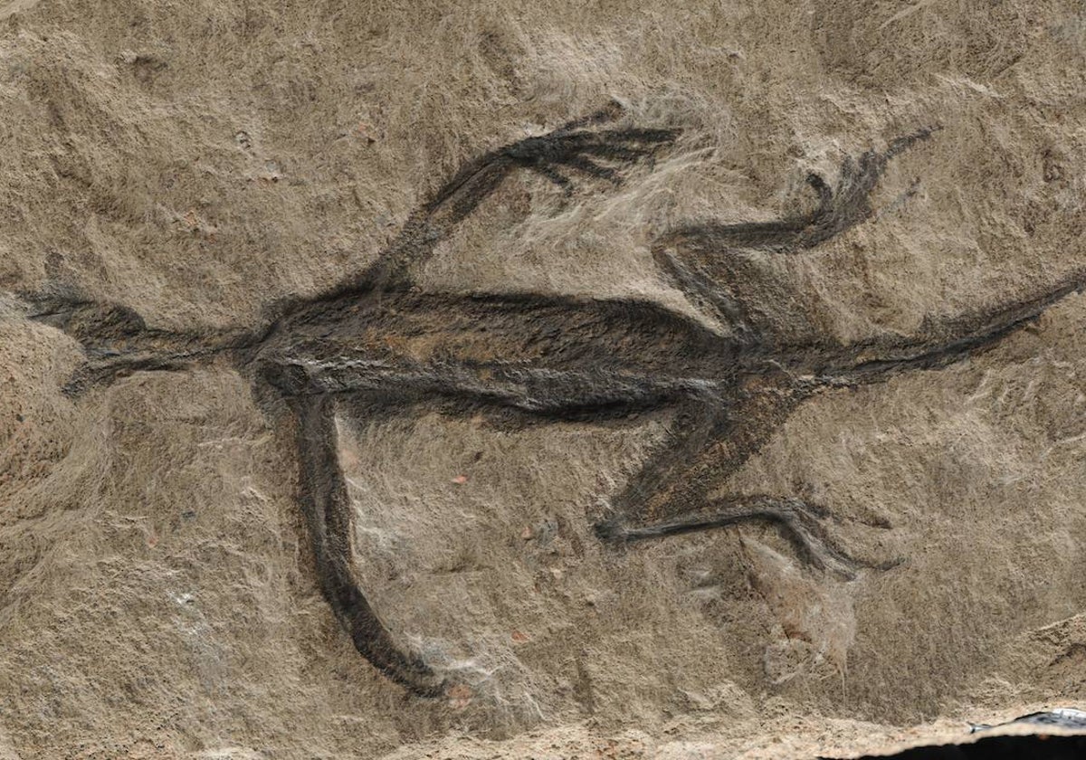 El fósil de Tridentinosaurus: el contorno del cuerpo se interpretó como piel conservada, pero ahora se sabe que es pintura