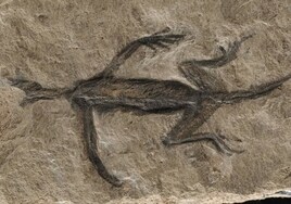 Un fósil de hace 280 millones de años considerado único resulta ser falso: es pintura negra