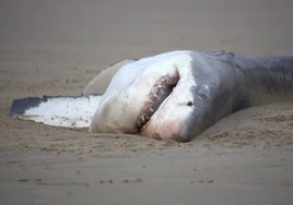 Imágenes asombrosas del primer ataque de una orca solitaria a un gran tiburón blanco