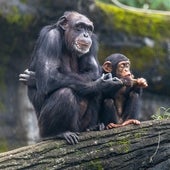 Los chimpancés y abejas también muestran aprendizaje social, como los humanos