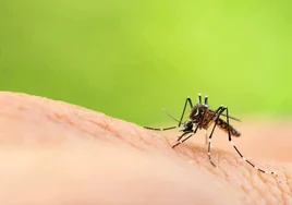 Una bacteria y un virus que secuestran el esperma de los mosquitos, promesa contra el zika y el dengue