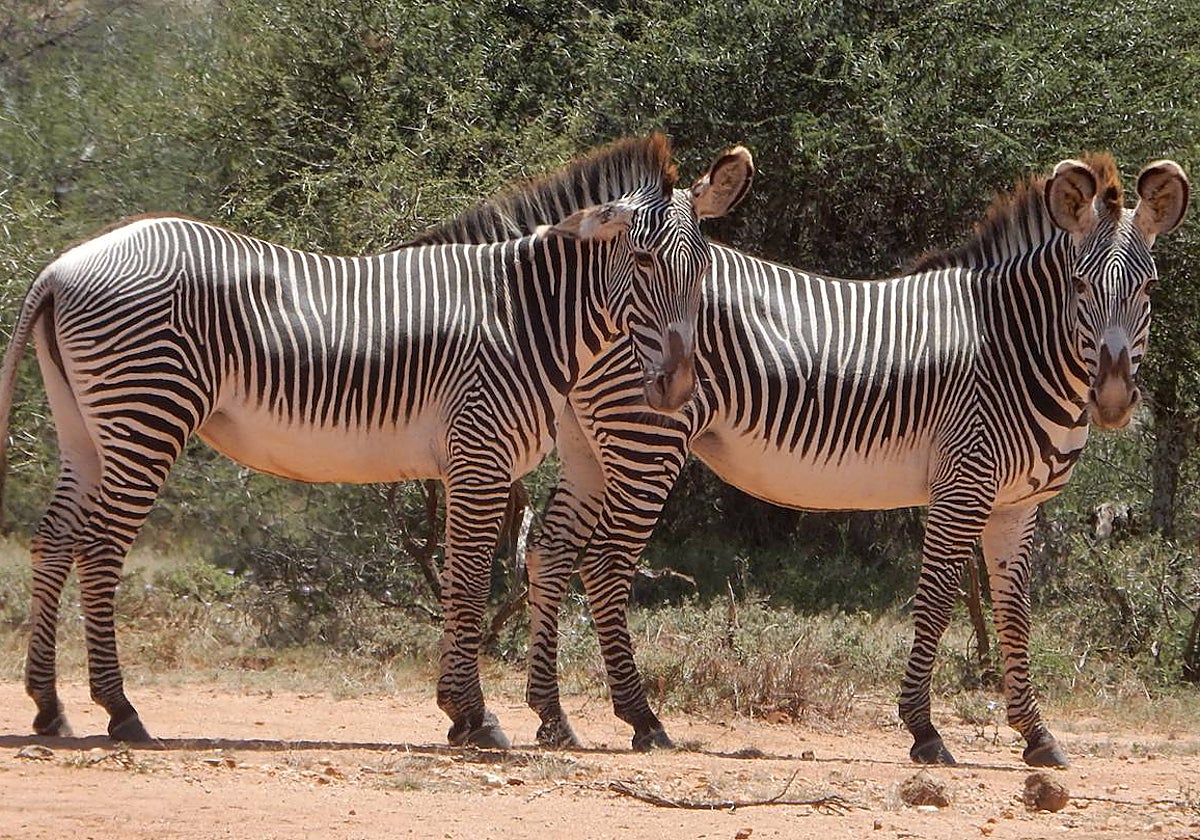 Dos cebras hembras en Kenia. En la especie machos y hembras tienen el mismo tamaño