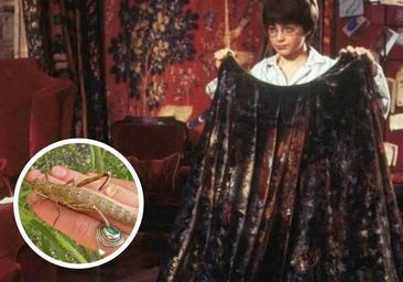 Las secreciones anales de los saltamontes, clave para las 'capas de invisibilidad'