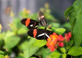 Un gen controla cómo las mariposas eligen pareja de un vistazo