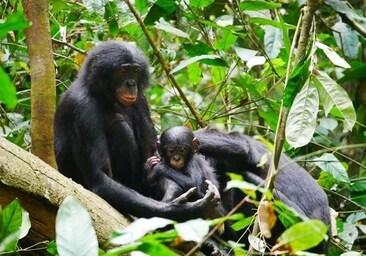 Los bonobos, los chimpancés pacifistas, mucho más agresivos de lo que se pensaba