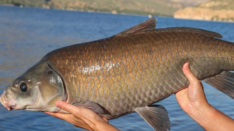 Un pez búfalo centenario del lago Apache, en Arizona