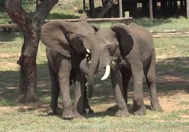 Descubren cómo se saludan los elefantes: cambian el ritual según les miren o no