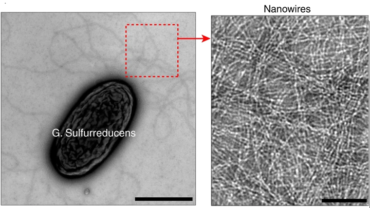 Geobacter sulfurreducens y su nanocables