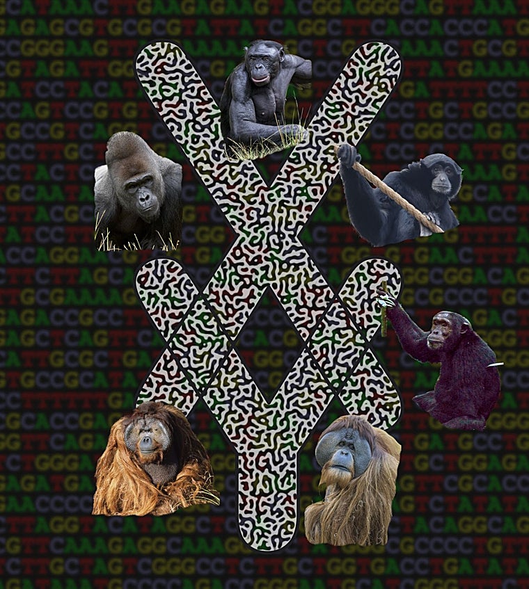 Los genomas completos de los cromosomas sexuales recién generados revelan una rápida evolución del cromosoma Y