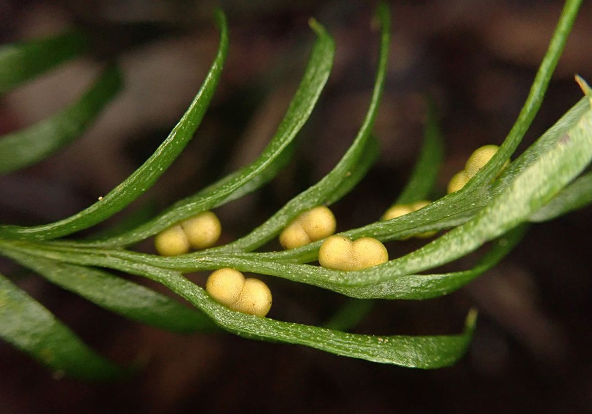 El helecho Tmesipteris oblanceolate posee el genoma más grande hallado hasta el momento en un ser vivo