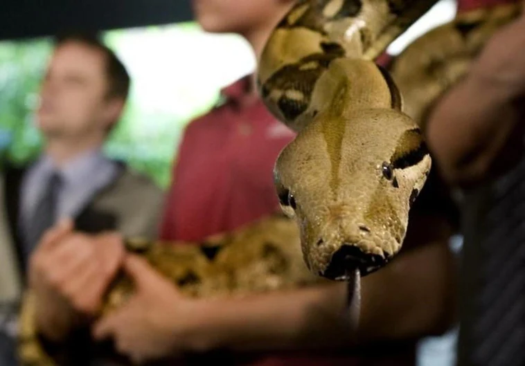 Una serpiente da a luz a 14 crías sin aparearse con ninguna otra>