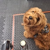 Sí, los perros pueden oler tu estrés... Y afecta a su comportamiento