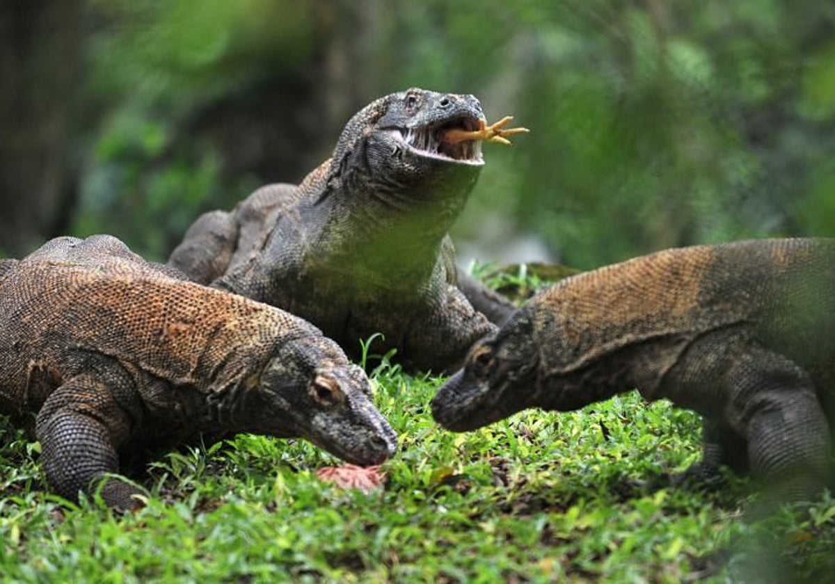 El arma secreta de los dragones de Komodo: descubren que sus dientes ...