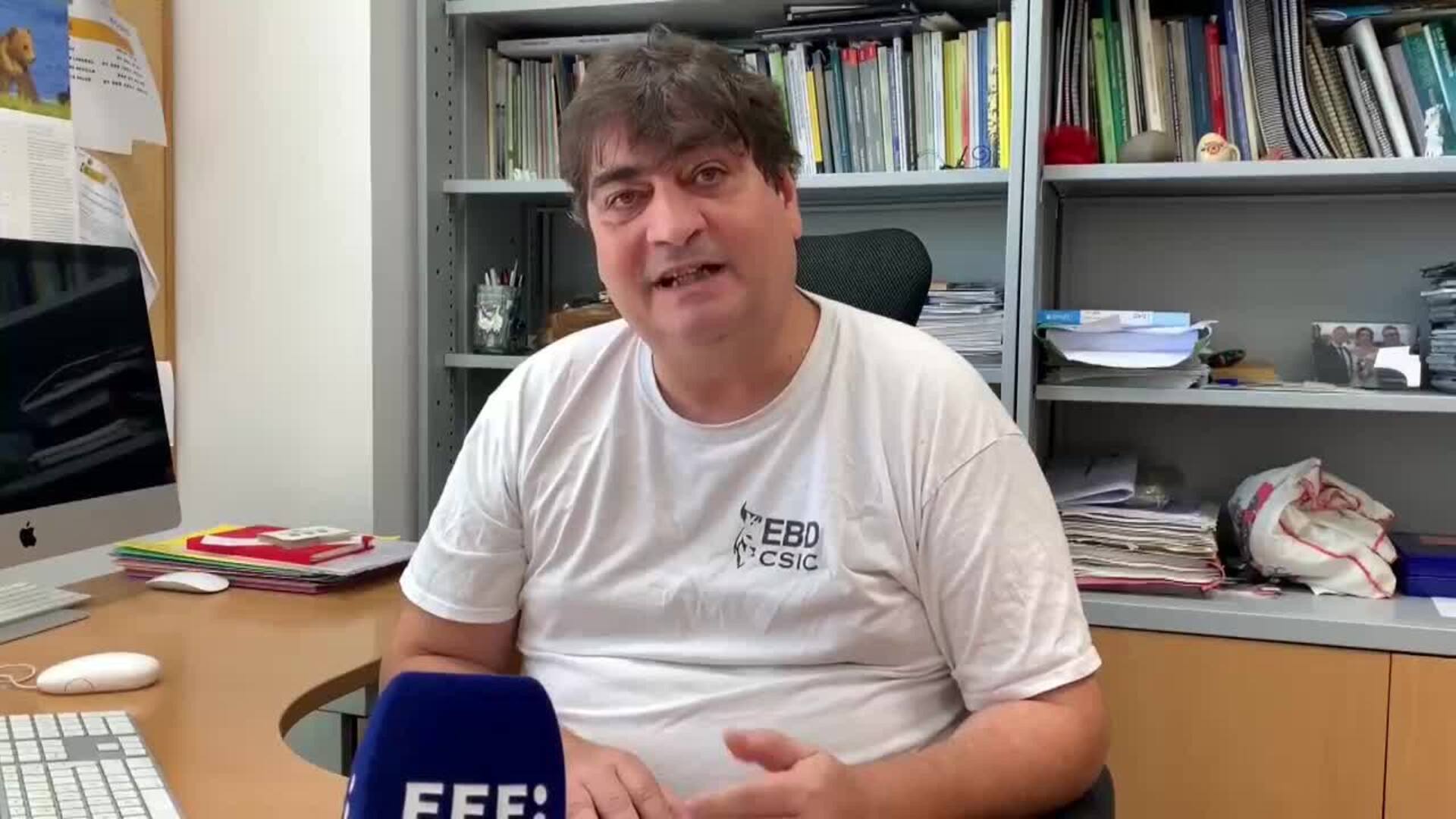 La clave contra el virus del Nilo: atacar a la larva antes de que el mosquito llegue a crecer