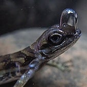 Este lagarto buceador crea su propia 'bombona' de oxígeno y aguanta 20 minutos bajo el agua