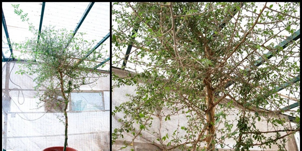 一千年前的种子“复活”了一棵在圣经时代灭绝的树 一千年前的种子“复活”了一棵在圣经时代灭绝的树