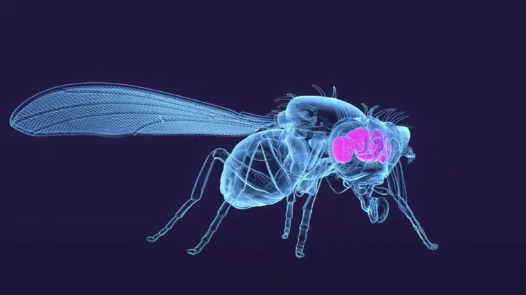 Imagen que muestra el cerebro dentro de una mosca de la fruta adulta