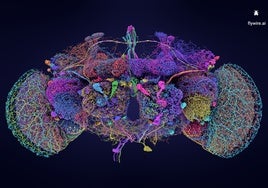 El primer mapa completo del cerebro de una mosca, clave para entender la mente humana