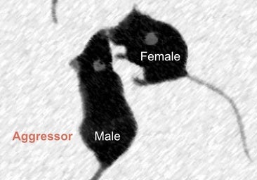 Cómo librarse de una pelea si eres ratón: pon a una hembra como distracción