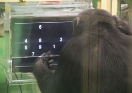 ¿Quieren impresionarnos? Los chimpancés hacen mejor una tarea difícil si tienen público humano