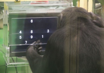 Los chimpancés hacen mejor una tarea si tienen público humano