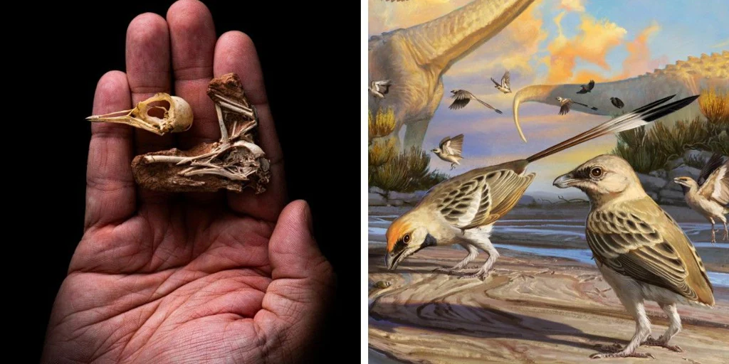 They find a small bird from the time of dinosaurs with a brain they have never seen before.