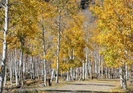 Entre 16.000 y 80.000 años de edad: Pando, el ser vivo más grande del mundo, es también el más longevo