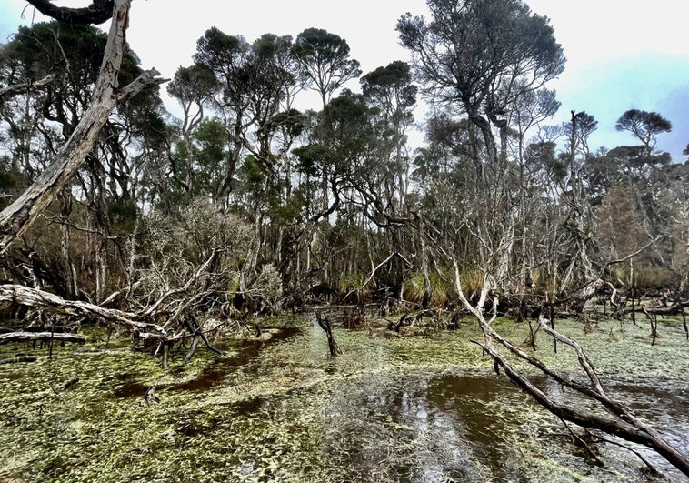 Hace más de 41.000 años: descubren en Tasmania las primeras pruebas del uso del fuego para remodelar paisajes
