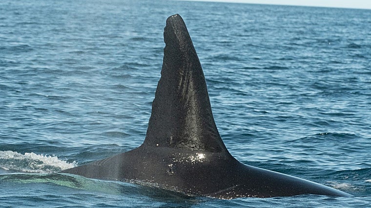 La aleta de la orca 'Moctezuma'