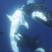 Un grupo de orcas crean una estrategia para cazar al tiburón más grande del mundo