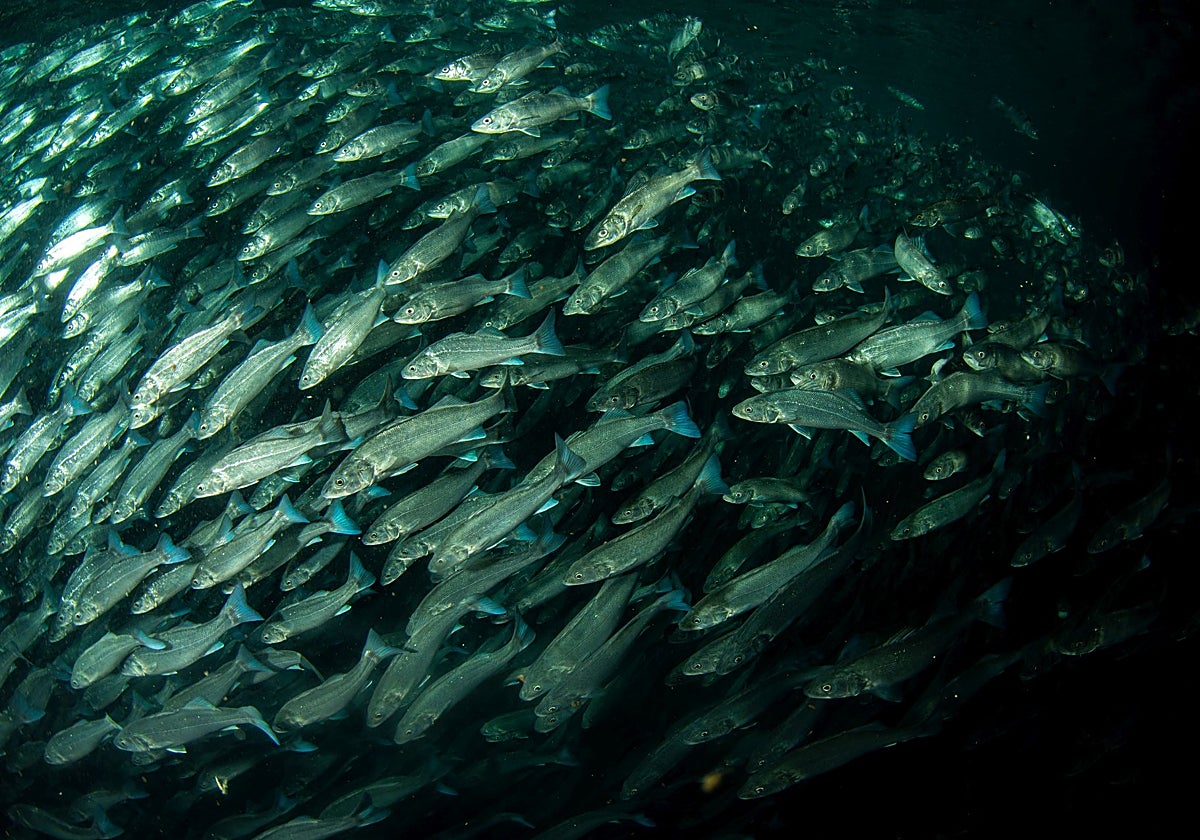 Un banco de lubinas