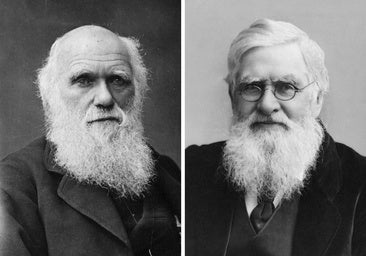 El científico que descubrió la evolución al mismo tiempo que Darwin