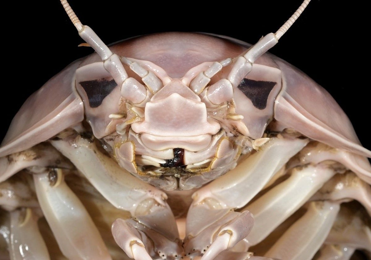 La cabeza de Bathynomus vaderi