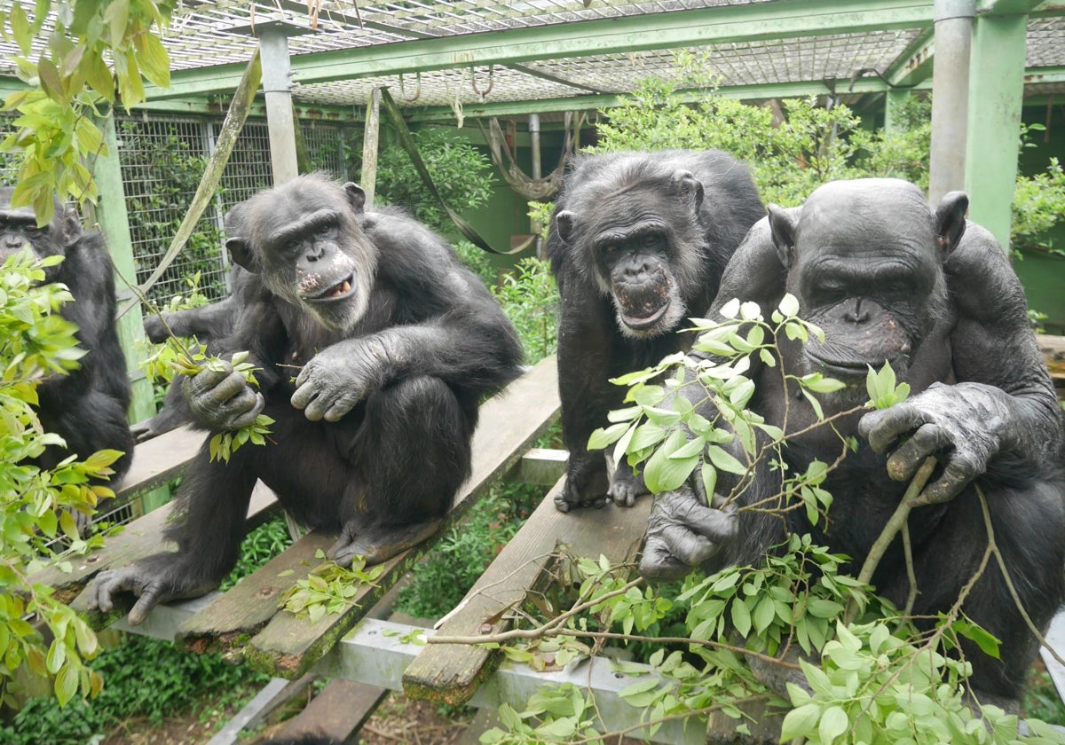 Tres chimpancés en un recinto sosteniendo ramas con hojas