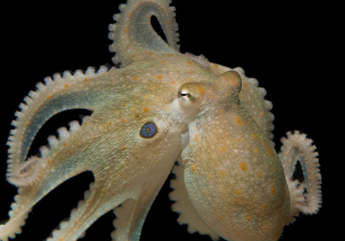 Un ejemplar de Octopus bimaculoides, o pulpo de dos puntos de California