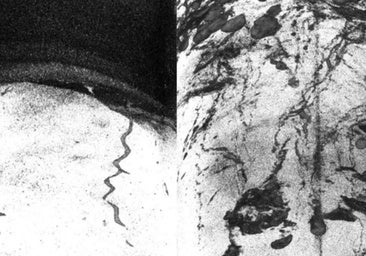 Misteriosas criaturas abisales viven a ocho kilómetros de profundidad, donde se pensaba que la vida era imposible