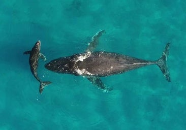 Descubren que la orina de ballena es un elixir para los océanos