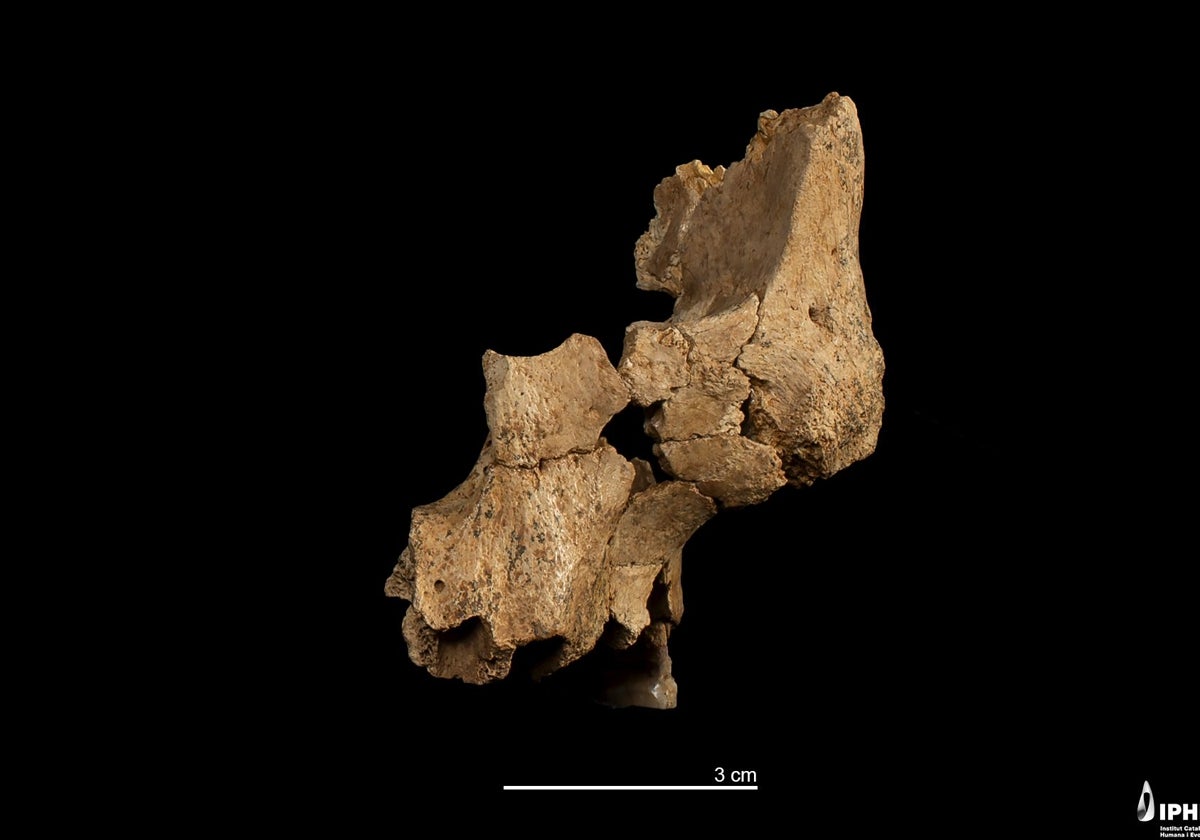 Fósil original de 'Pink', encontrado en la Sima del Elefante en Atapuerca