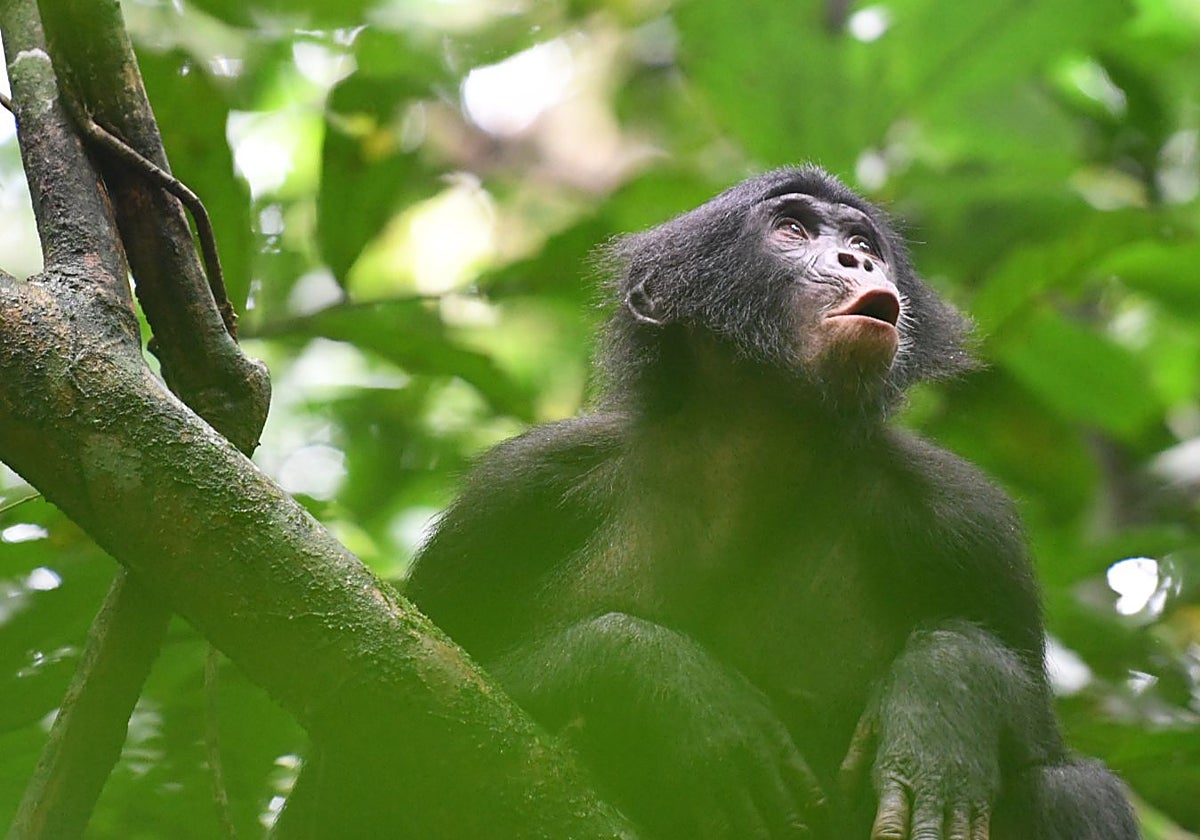 Mia, una joven hembra bonobo de la comunidad Fekako, vocalizando en respuesta a los miembros distantes del grupo