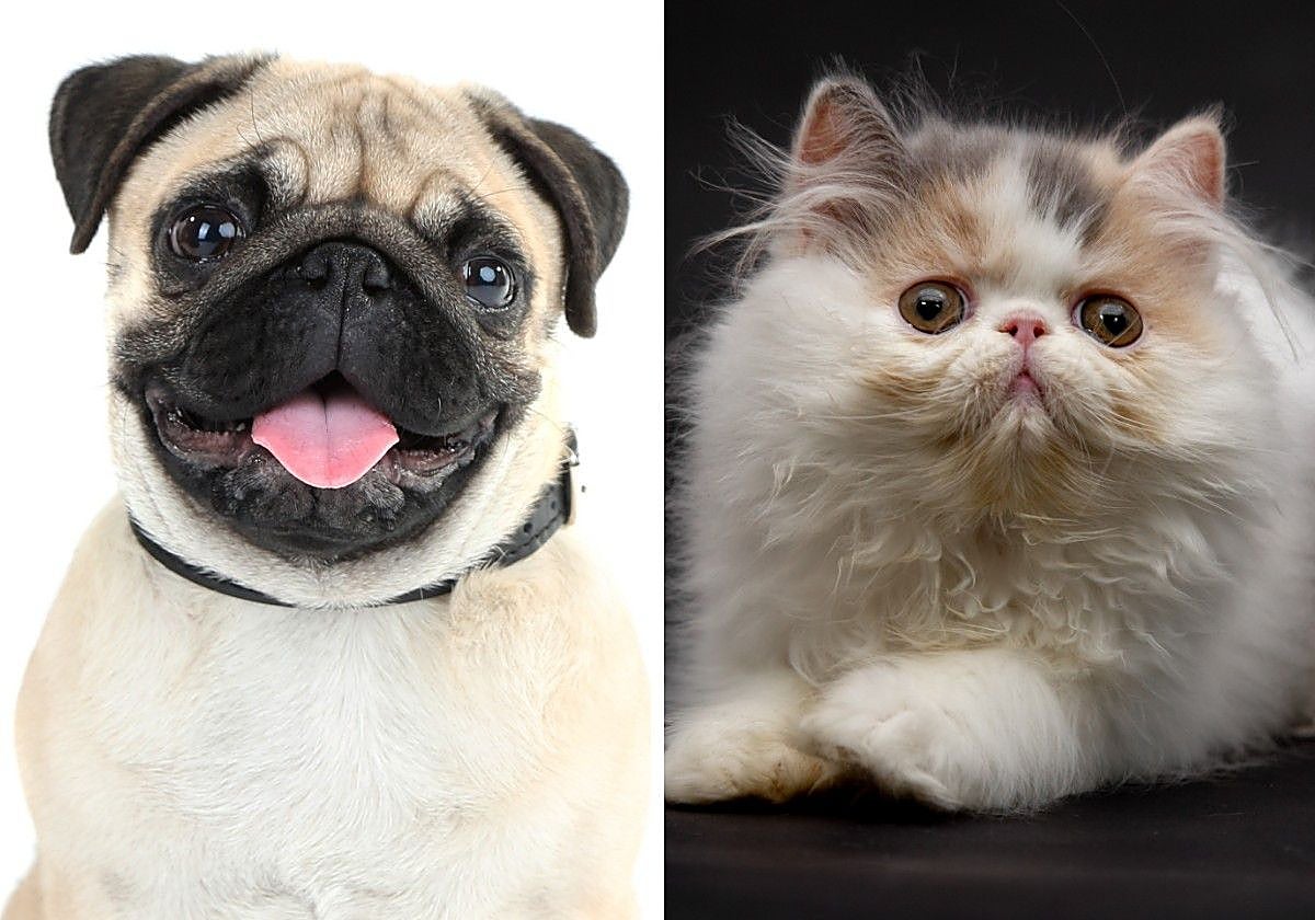 Un carlino y un gato persa se parecen más entre sí que a otros miembros de sus propias especies