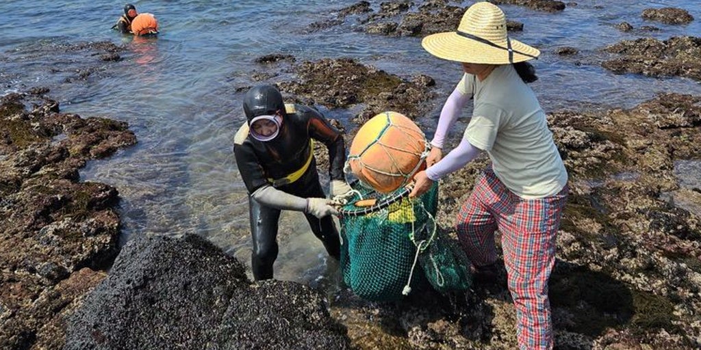 Descubren el secreto genético de las haenyeo, las 'mujeres del mar' coreanas que bucean incluso embarazadas