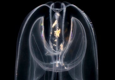 Una medusa ilumina el origen del 'mando a distancia' de la vida compleja