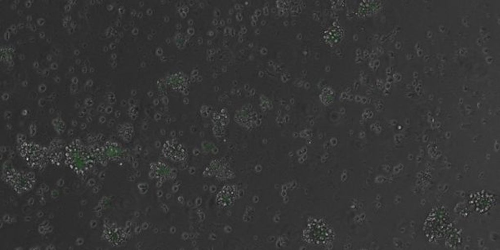Logran por primera vez que un ADN creado con IA encienda y apague genes en células de mamífero